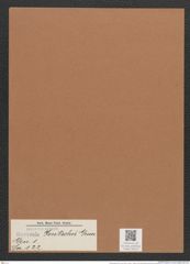 Navicula jentschii Grun. (de-Toni-Nr.: Genus 1, Species 122) Zeichnungen Sammlung Grunow Mappe 00107 (Herbarium_W_Grunow_drawings_Folder_00107)